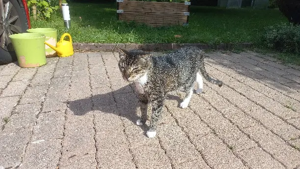 Chat Perdu District de Lausanne